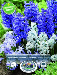 Blend Hyacinthus/Chionodoxa/Puschkinia Ocean Breeze | Cappers 45 x 16