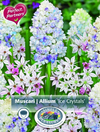 Blend Muscari & Allium Ice Crystals | Cappers 20 x 16