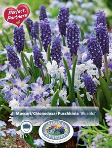 Blend Muscari/Chionodoxa/Puschkinia Bluetiful | Cappers 40 x 16