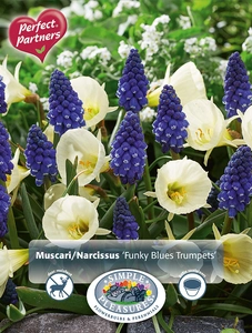 Blend Muscari/Narcissus Funky Blues Trumpets | Cappers 20 x 16