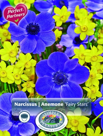 Blend Narcissus & Anemone Fairy Stars | Cappers 25 x 16