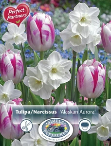 Blend Narcissus/Tulipa Alaskan Aurora | Cappers 8 x 20