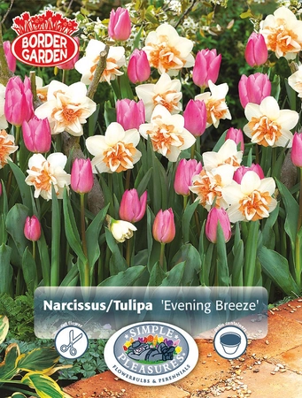 Blend Narcissus/Tulipa Evening Breeze | Cappers 8 x 15