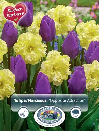 Blend Narcissus/Tulipa Opposite Attraction | Cappers 8 x 20