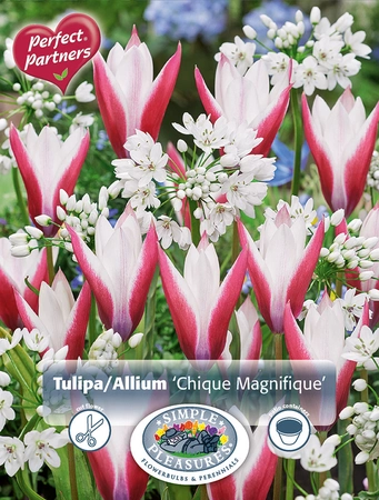 Blend Tulipa / Allium Chique Magnifique | Cappers 30 x 20