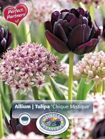 Blend Tulipa / Allium Chique Mistique | Cappers 8 x 20