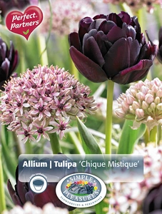 Blend Tulipa / Allium Chique Mistique | Cappers 8 x 20