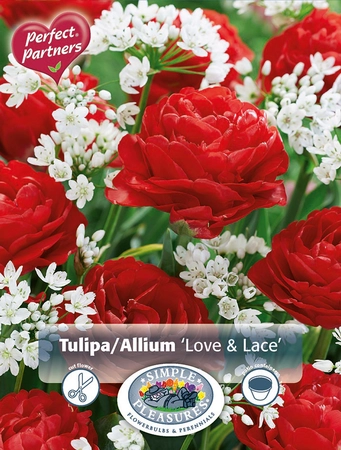 Blend Tulipa/Allium Love & Lace | Cappers 20 x 20