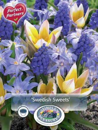 Blend Tulipa/Chionodoxa/Muscari Swedish Sweets | Cappers 40 x 16