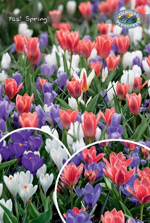 Blend Tulipa/Crocus Yes! Spring! | Cappers 35 x 30