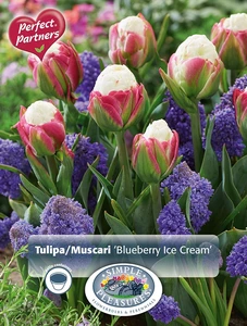 Blend Tulipa/Muscari Blueberry Ice Cream | Cappers 14 x 20