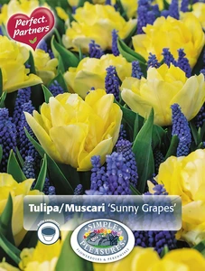 Blend Tulipa/Muscari Sunny Grapes | Cappers 30 x 16