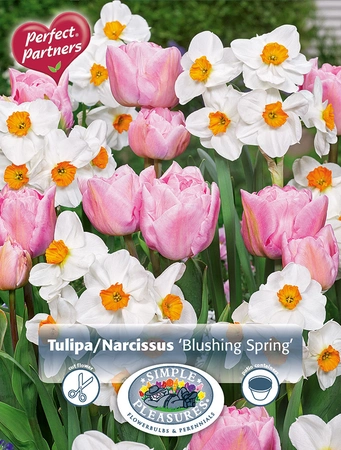 Blend Tulipa / Narcissus Blushing Spring | Cappers 10 x 20