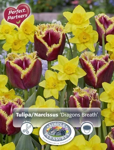 Blend Tulipa / Narcissus Dragon's Breath | Cappers 14 x 20