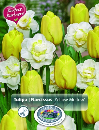 Blend Tulipa / Narcissus Yellow Mellow | Cappers 10 x 20