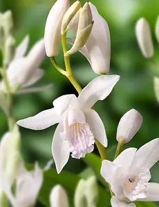 Bletilla Alba variegata | 25 pce