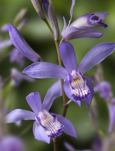 Bletilla Blue Dragon | 25 pce