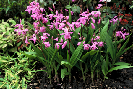 Bletilla Striata | 25 pce