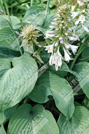 Hosta Blue Angel | 400 pce