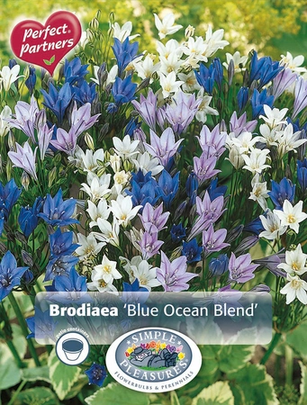 Brodiae Brodiaea Blue Ocean Blend | Capper 5 x 16