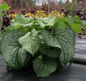 Brunnera Alexander's Great PBR