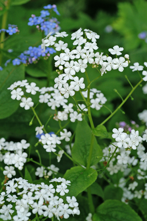 Brunnera Betty Bowring