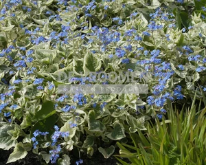 Brunnera Hadspen Cream