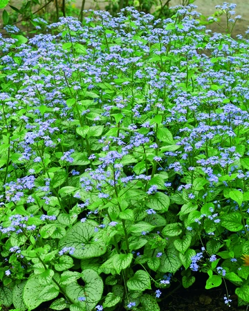 Brunnera Jack Frost PBR