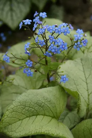 Brunnera Looking Glass