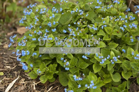 Brunnera Macrophylla