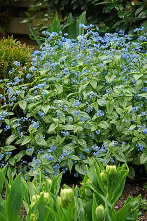 Brunnera Silver Heart PBR