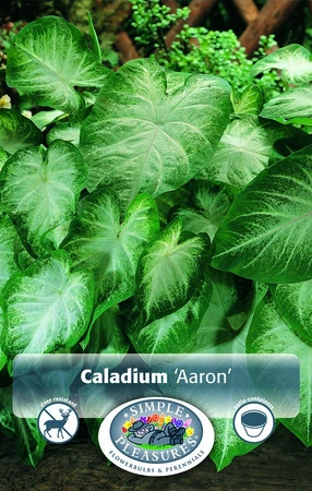 Caladium Aaron | 25 pce