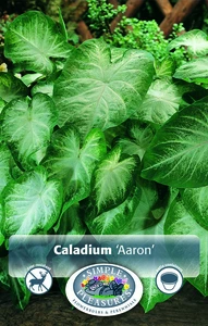 Caladium Aaron | 25 pce