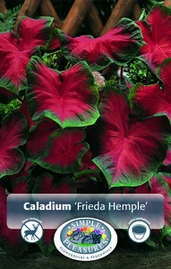 Caladium Frieda Hemple | 25 pce