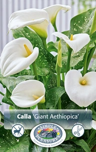 Calla Aethiopica | 15 pce