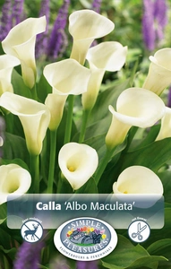 Calla Albomaculata | 15 pce