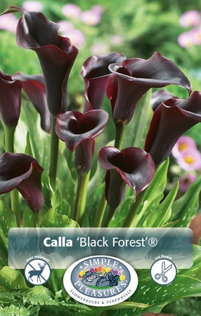 Calla Black Forest (Schwarzwalder ®) | 15 pce