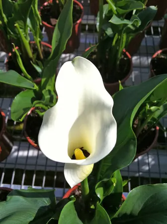 Calla Blacked Eyed Lady