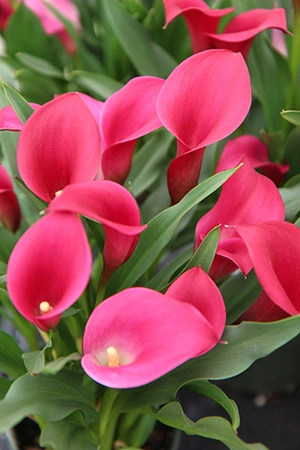 Calla Callafornia Red | 200 pce