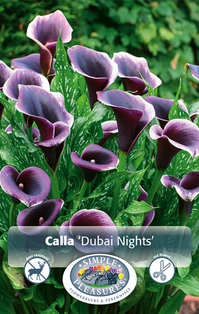 Calla Dubai Nights | 15 pce