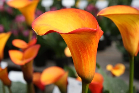 Calla Flame