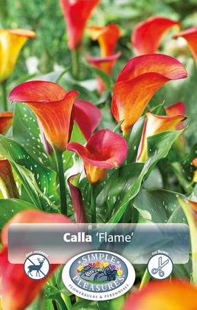 Calla Flame | 15 pce