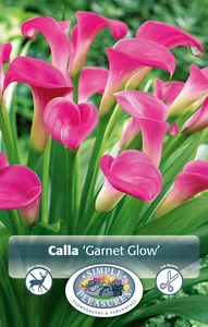 Calla Garnet Glow | 15 pce