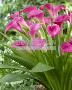 Calla Garnet Glow | 25 pce