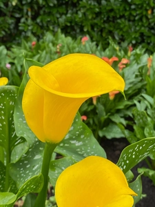 Calla Gold Crown