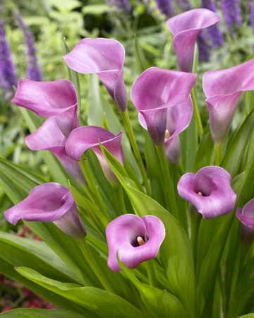 Calla Grape Velvet