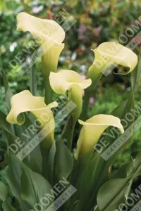 Calla Intimate Ivory | 200 pce