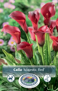 Calla Majestic Red | 15 pce