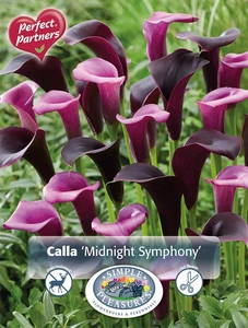 Calla Midnight Symphony | Capper 5 x 16