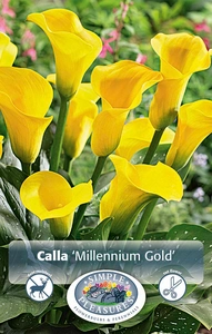 Calla Millenium Gold | 15 pce